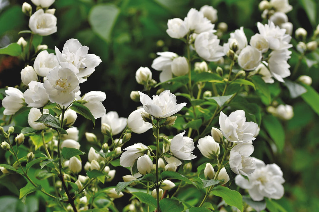 The Role of Jasmine in TNOB Products: Chemical-Free Fragrance Benefits