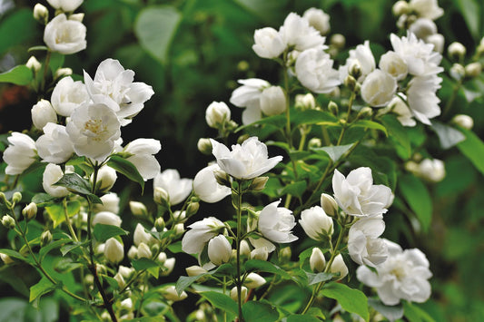 The Role of Jasmine in TNOB Products: Chemical-Free Fragrance Benefits