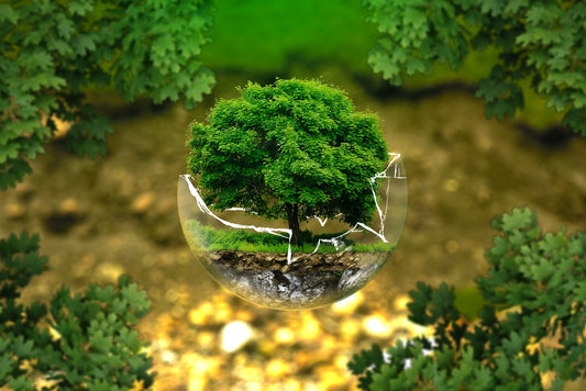 The Environmental Impact of Choosing Organic Products
