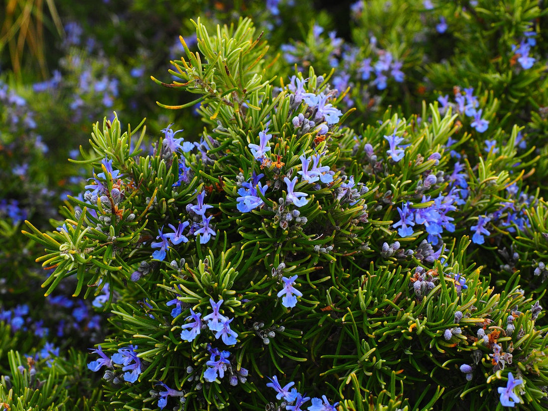 The Wonders of Rosemary: Exploring Its Benefits for Skin, Hair, and Health